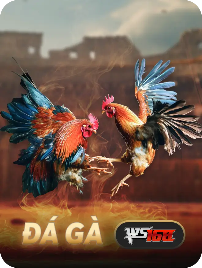 Đá gà ws168
